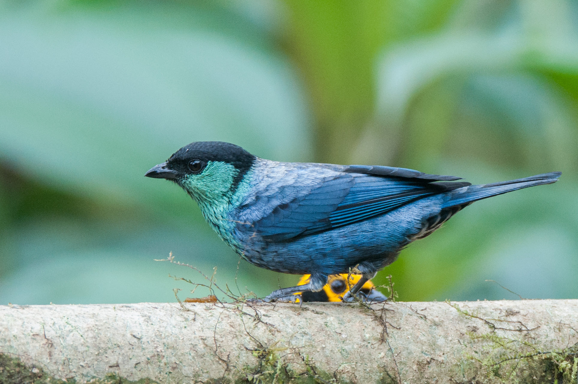 Black-capped Tanager at Balcon Tumpiki